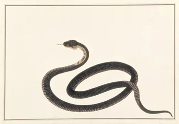 Schlange, aus Zeichnungen von Tieren, Insekten und Reptilien aus Malakka, ca. 1805-18